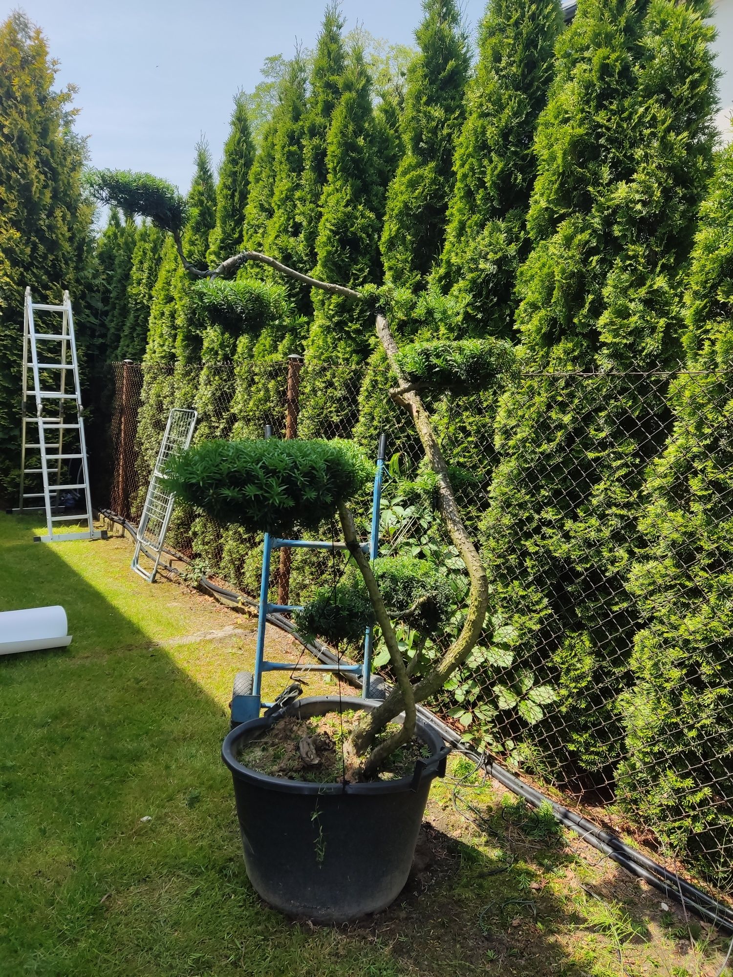 Drzewa i krzewy formowane Niwaki - bonsai -SZKÓŁKA
