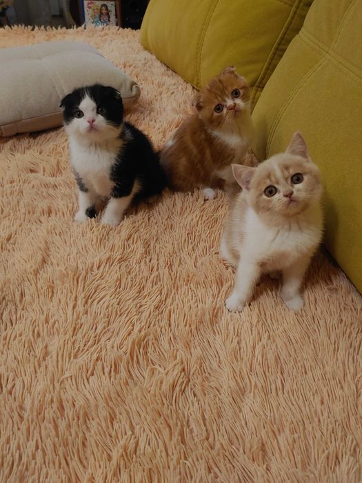 Шотландські кошенята