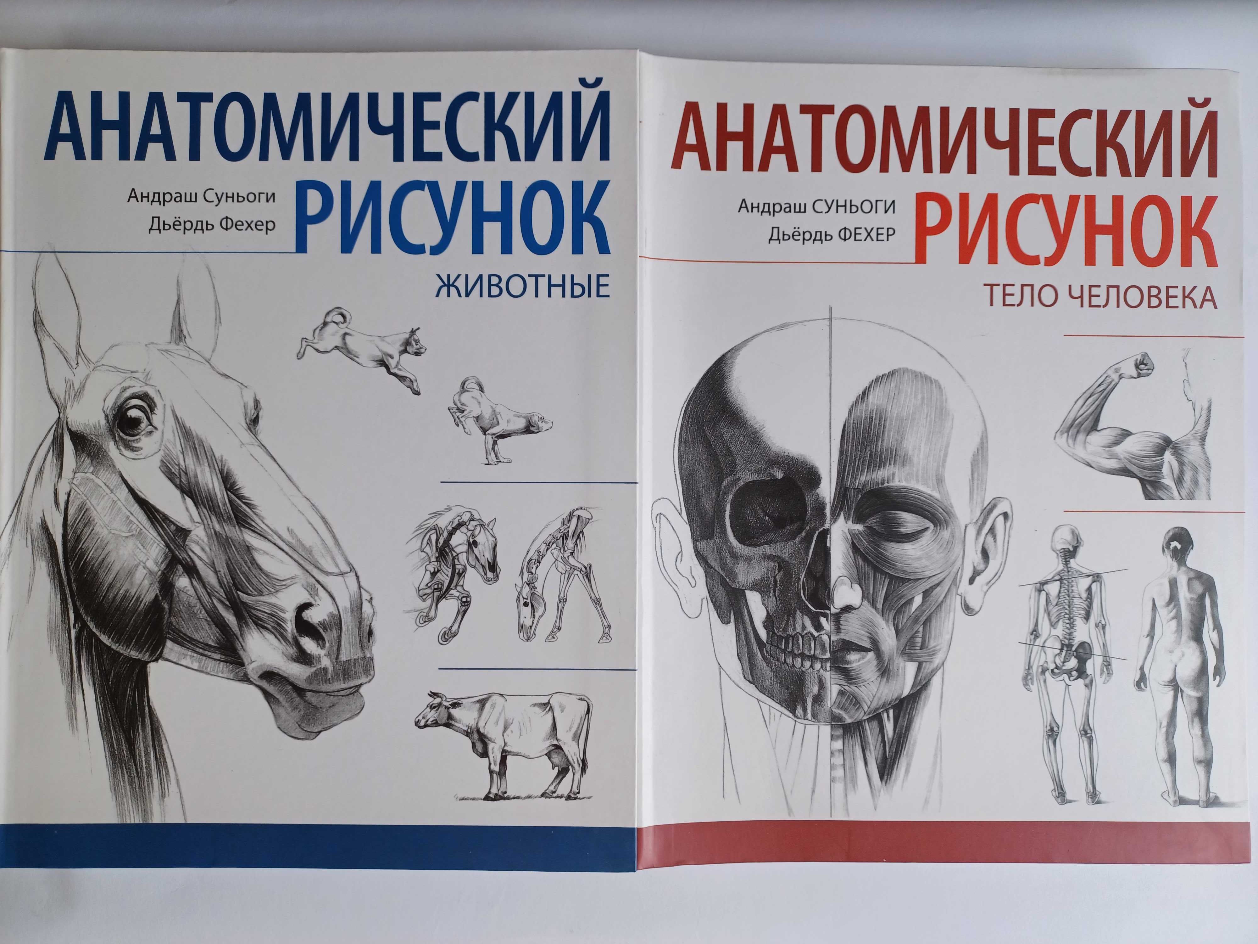 Анатомический рисунок Тело человека. Анатомический рисунок Животные