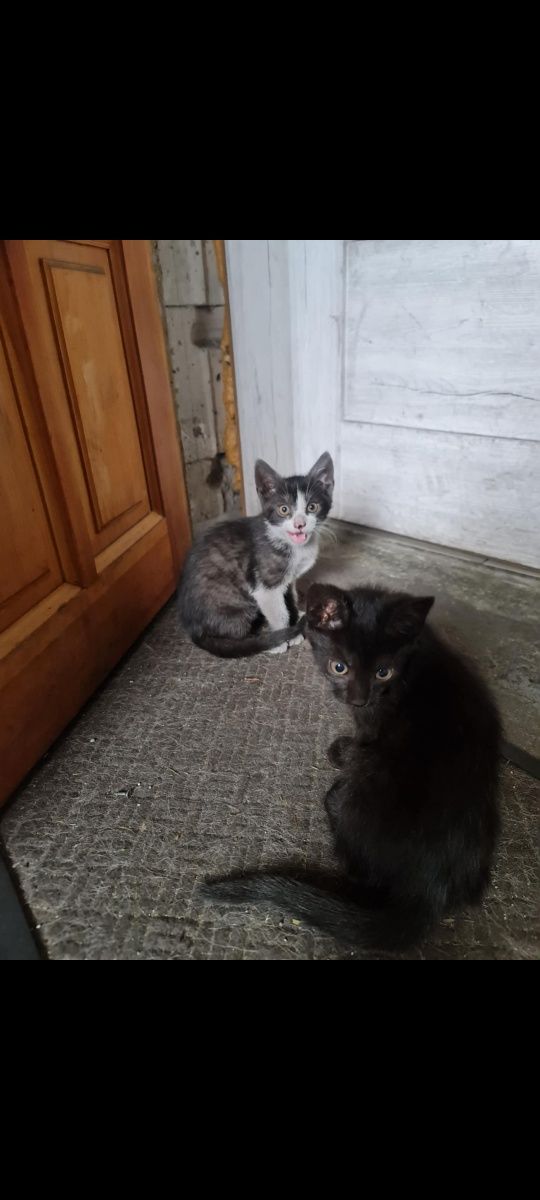 Oddam kotki w dobre ręce