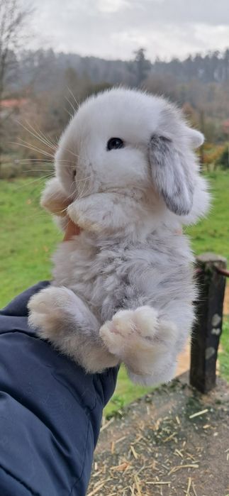 Coelho anão mini lop