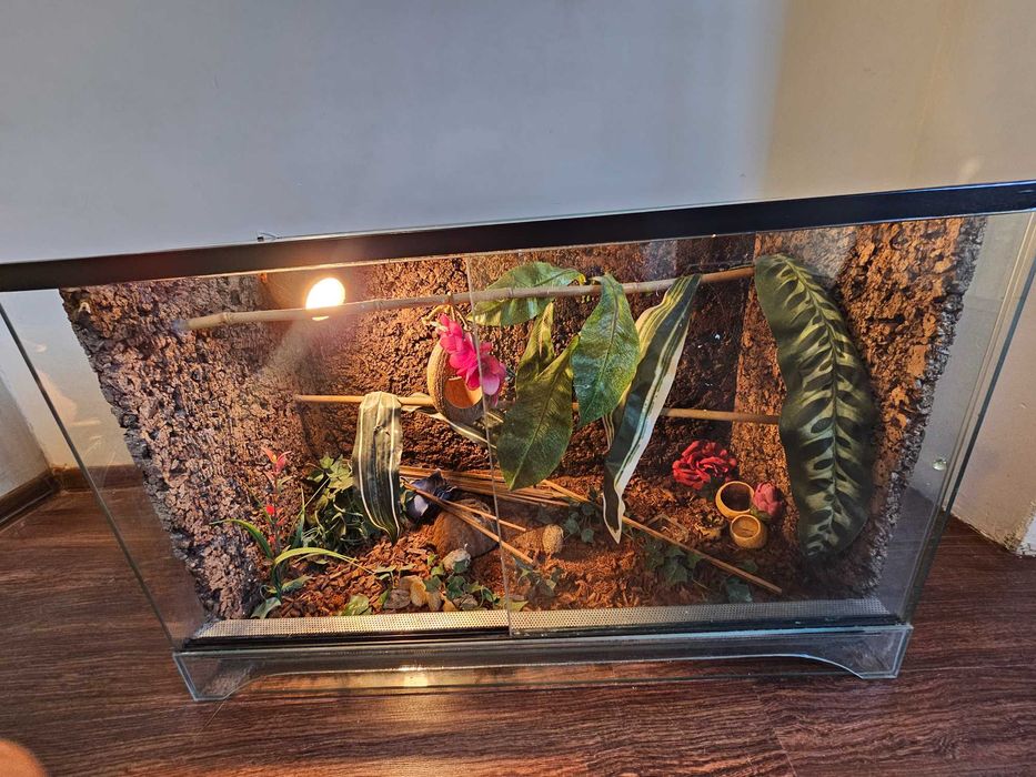 Duże Terrarium szklane z tłem korkowym i wyposażeniem dla Gekona Węża