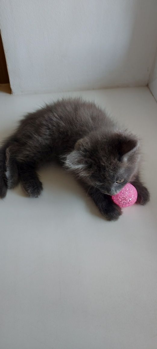 Котенок  ищет дом котята кошенята