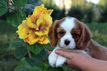 Cavalier King Charles Spaniel szczeniak sunia super piesek