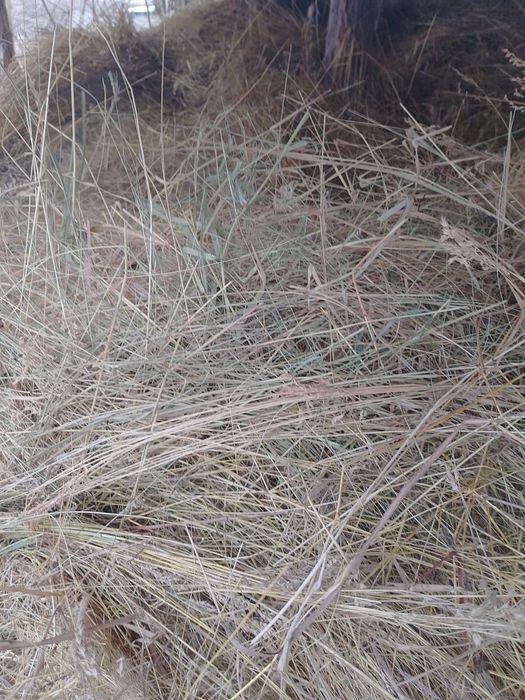 Продам Сино різнотрав'я ячмінь