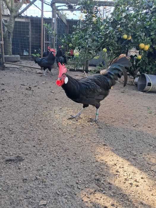 Galinhas castelhanas