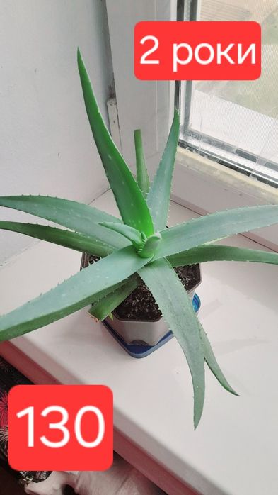 Алое лікарське соковите