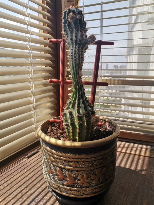 Кактуси з горщиками