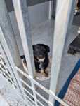 Rocky - mikropsiak, oddany jako szczeniak, do adopcji