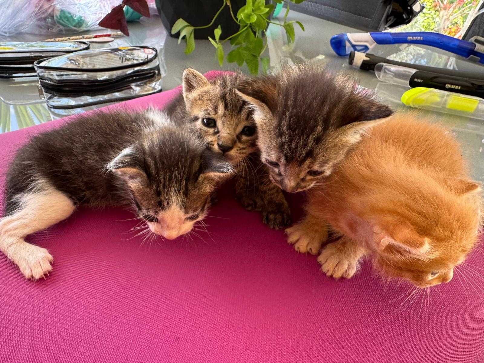 URGENTE Gatinhos para dar - Pocariça MACEIRA