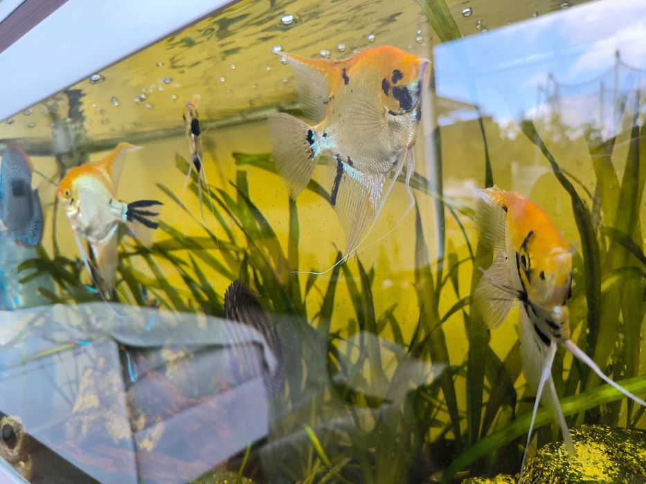 Escalares Koi a criar