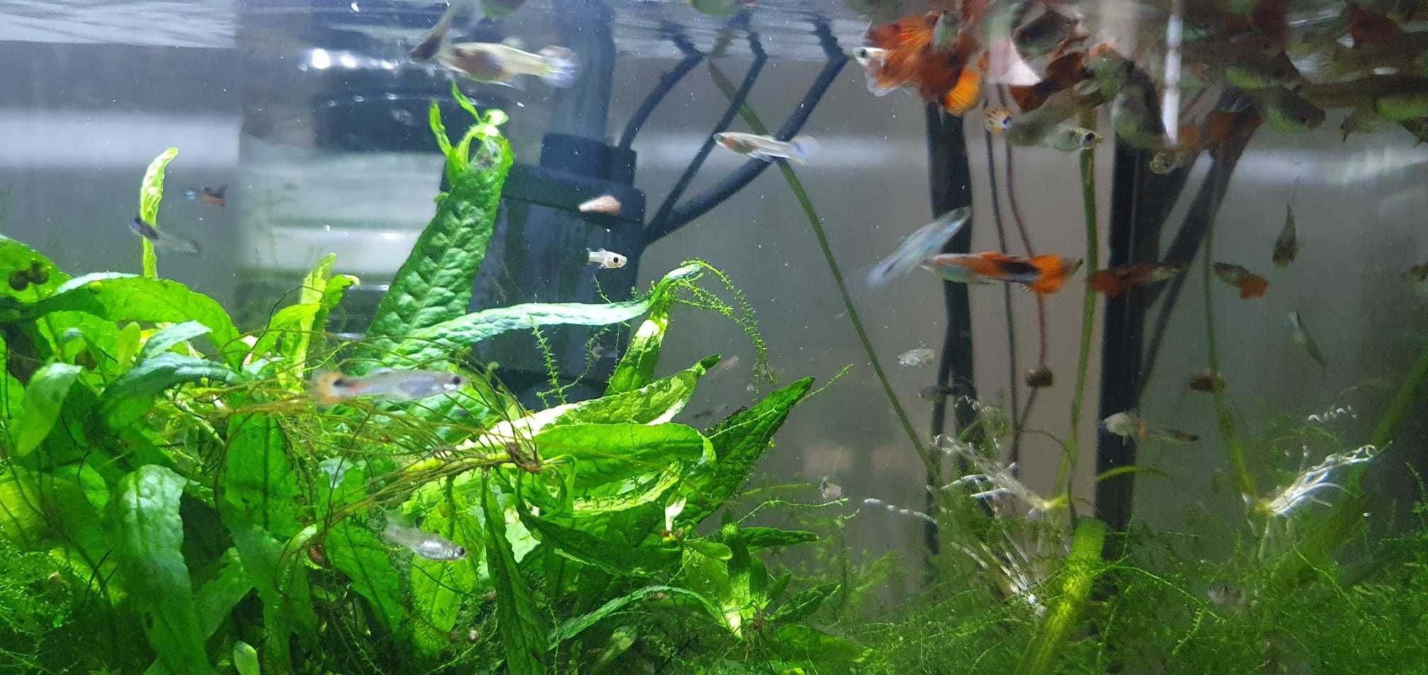 Guppys juvenis raçados de endler