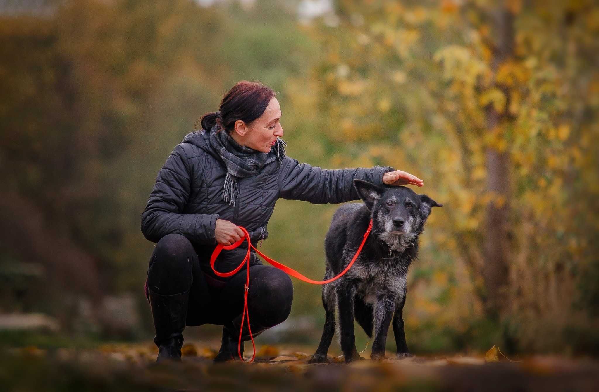 Hercules Kochany Psi Senior Szuka Ciepłego Domku