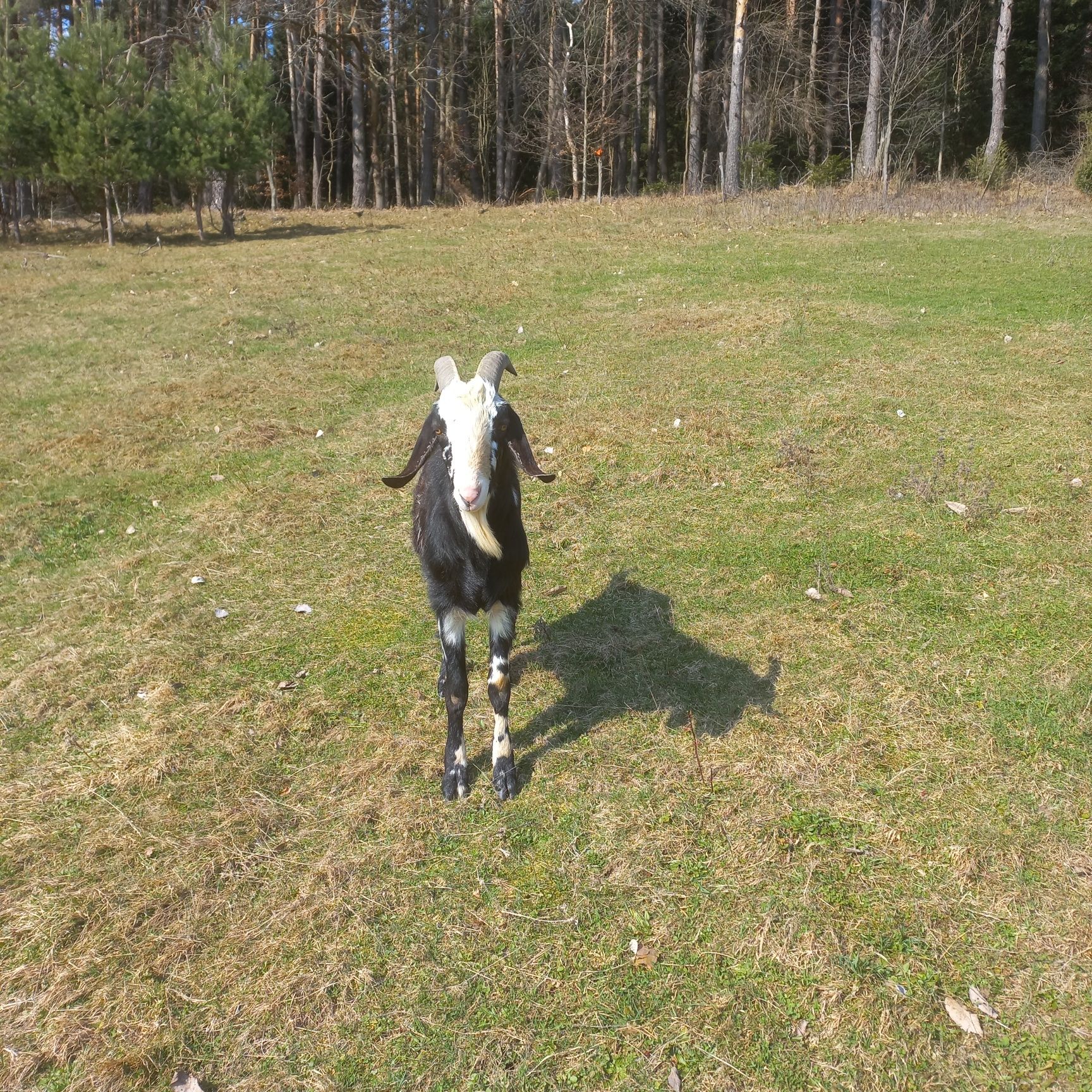 Kozioł Cap Anglonubijski