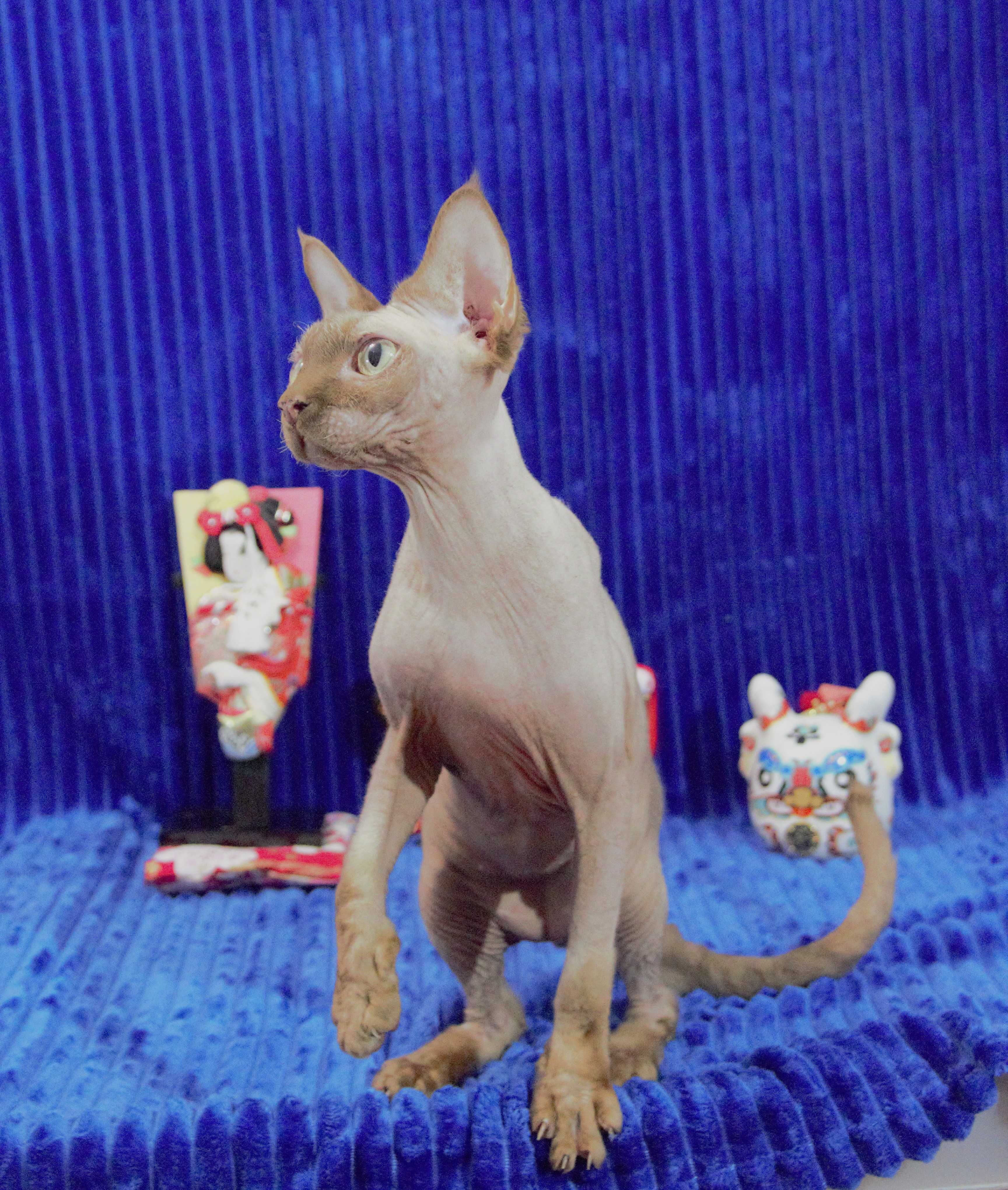 Kociak Devon Rex