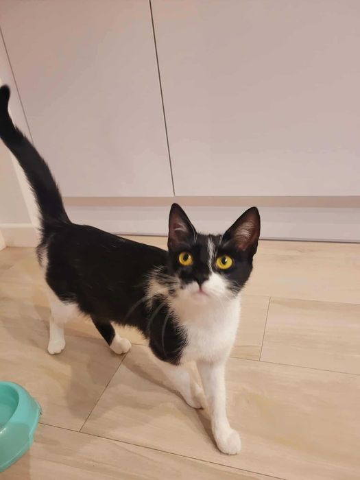 Kotka Trufelka szuka kochającego domu