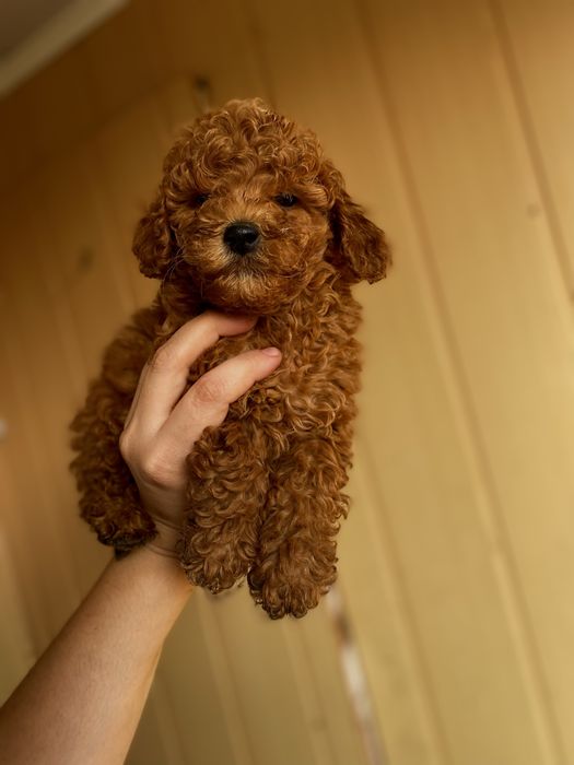 Мини мальчик Мальтипу F1 ред браун — воплощение нежности и уюта!