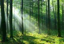 Fototapeta Las Zieleń Słońce Natura 3D Na Twój Rozmiar + KLEJ