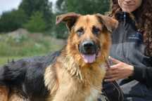 Remus adopcja psiak jak owczarek niemiecki szuka nowej rodziny