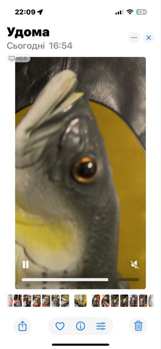 Співаюча риба. Хороший подарунок рибацюгам і мисливцям. 2пісні в репер