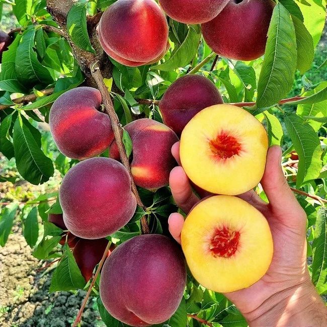 Саджанці Абрикоса