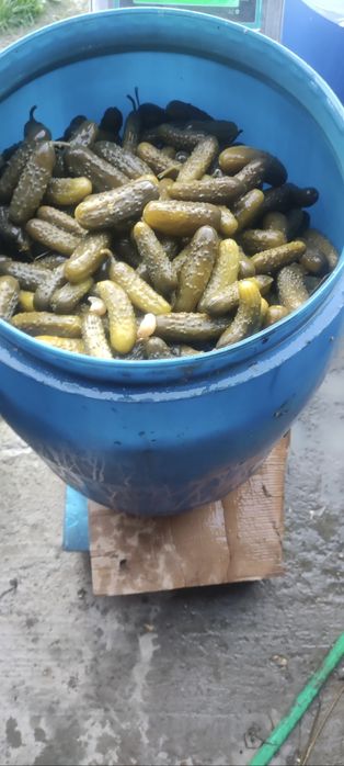 Ogórki kiszone 6-12 octopus