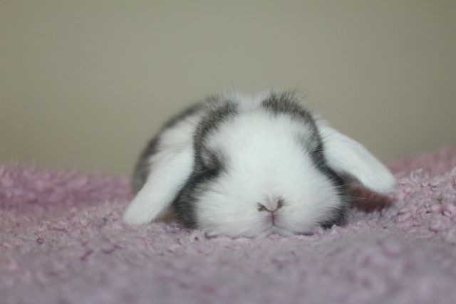 Mini lop, minilop. Baranek karzełek samiec