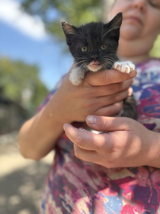 котенок мальчик бесплатно