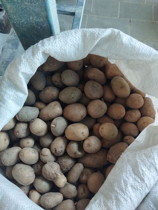 Продам дрібну кормову картоплю