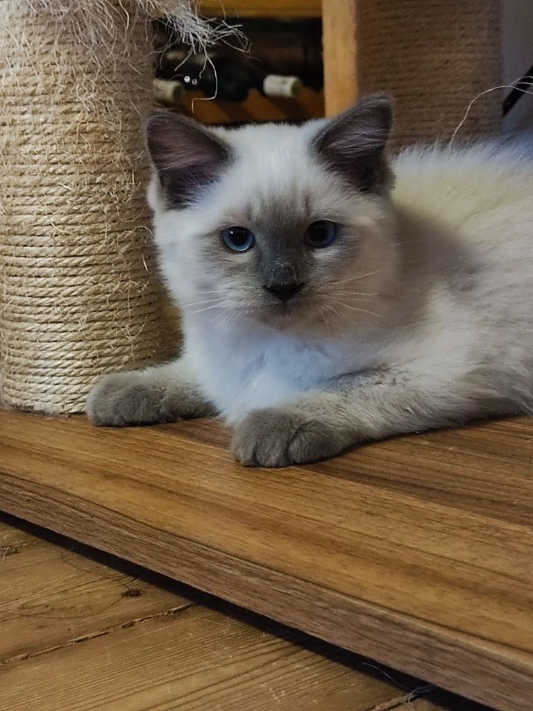 Ragdoll kocurek Coconut