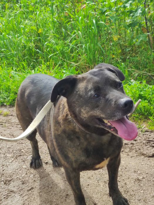 Kyra - Cadela média para adoção