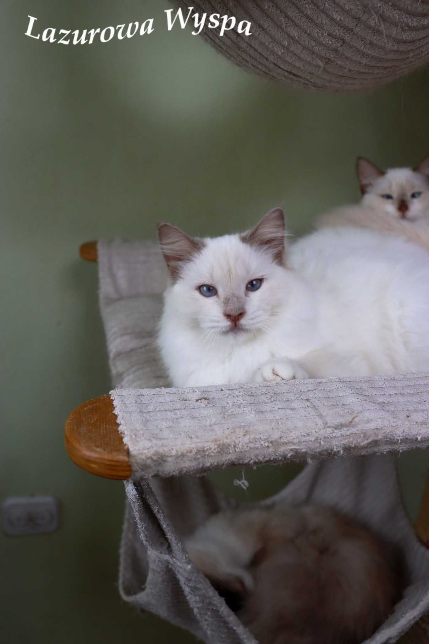 Yoko ragdoll w pięknym umaszczeniu