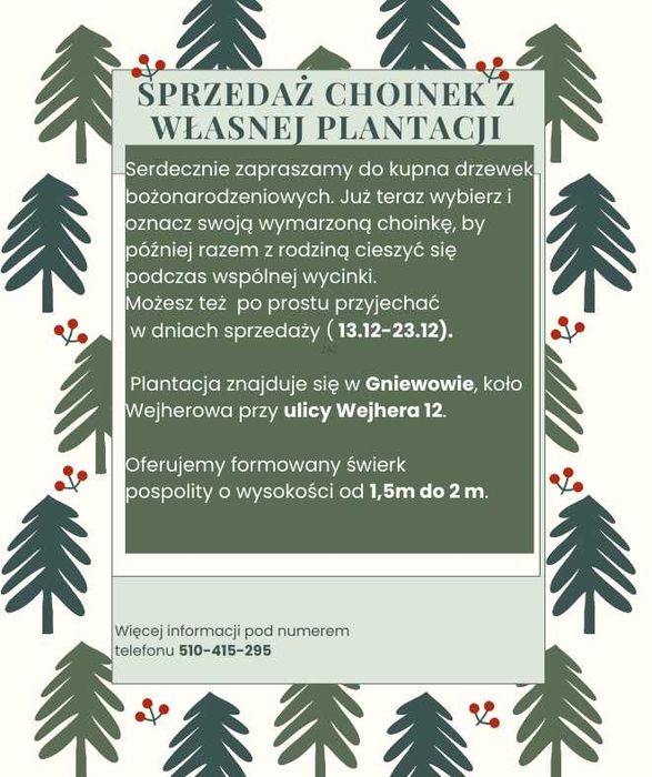 Sprzedaż choinek z plantacji w Gniewowie