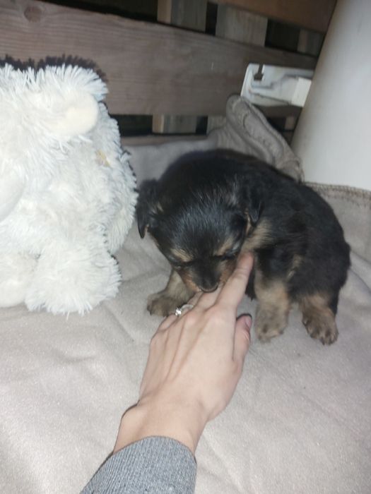 Szczeniak do adopcji