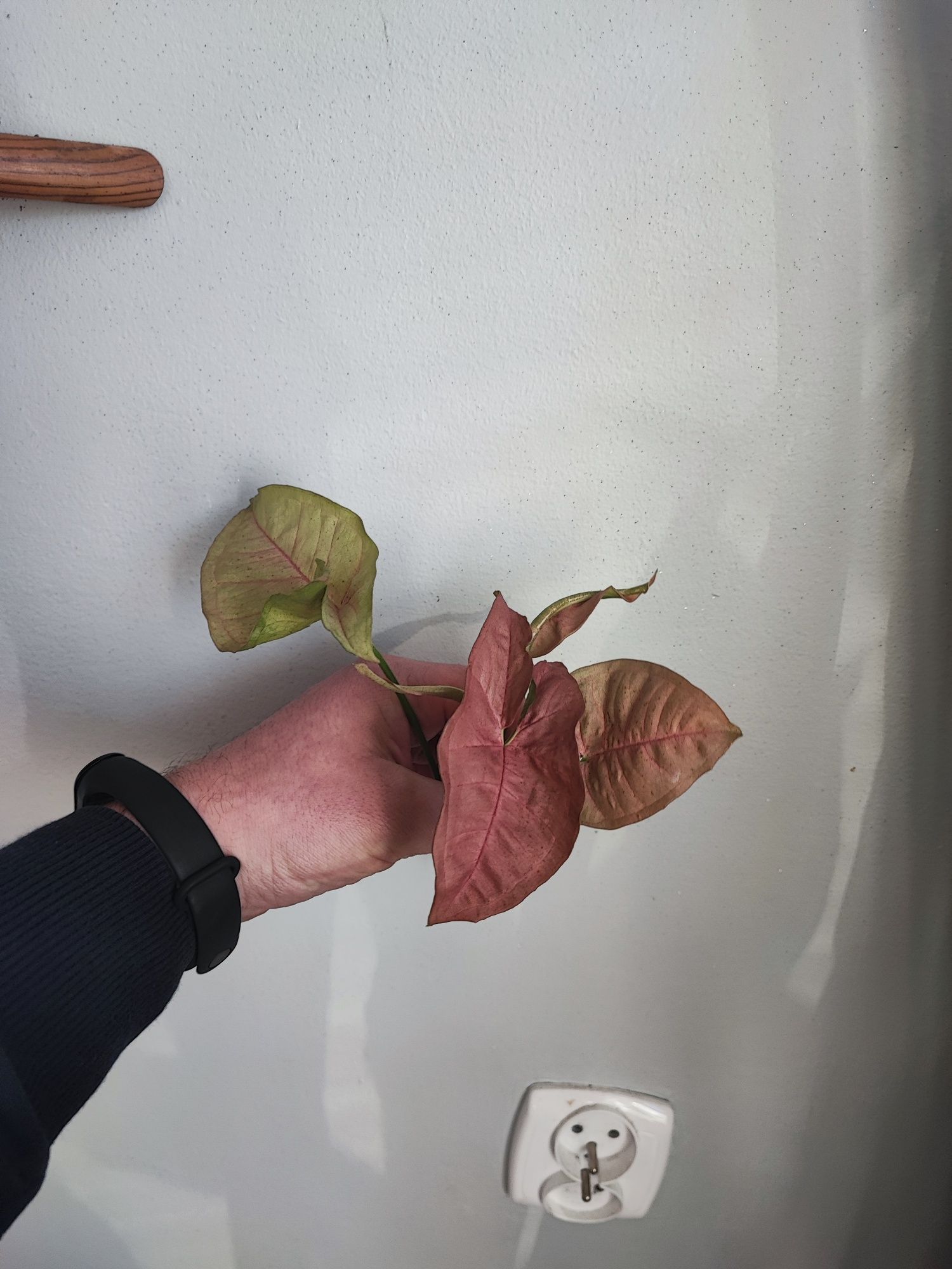 Syngonium neon robusta cięte sadzonki