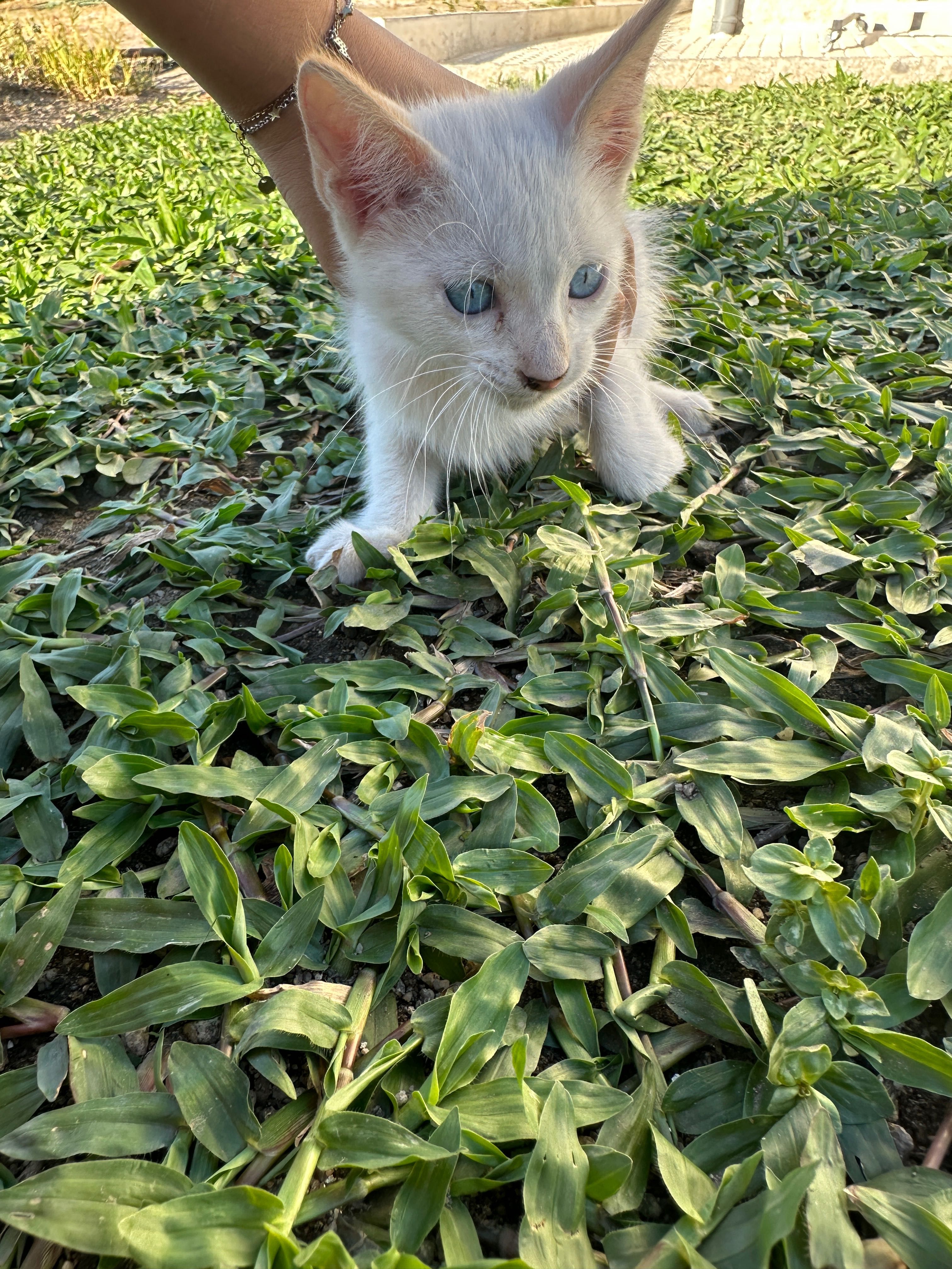 Gatinhos para adoção