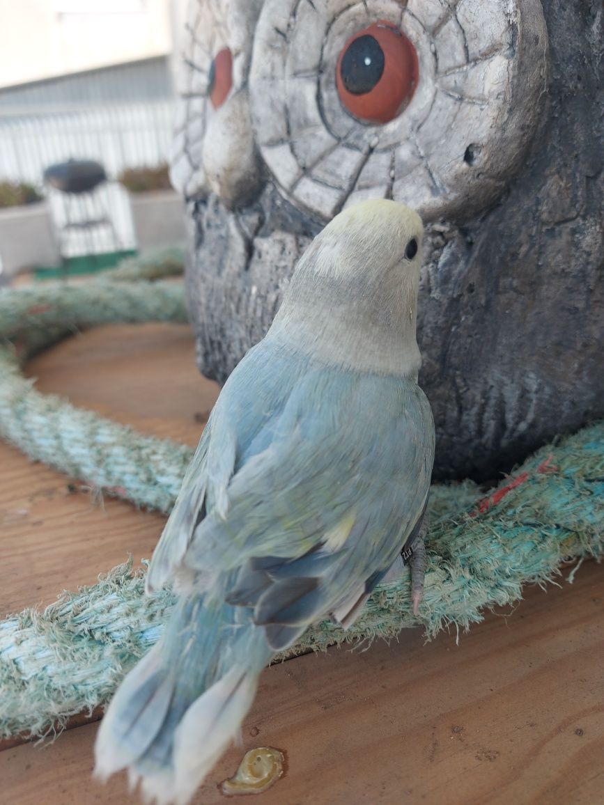 Agapornis domesticado