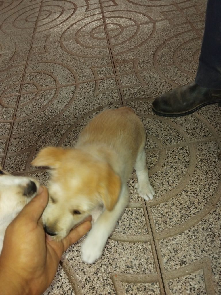 Caes podendos para adopção