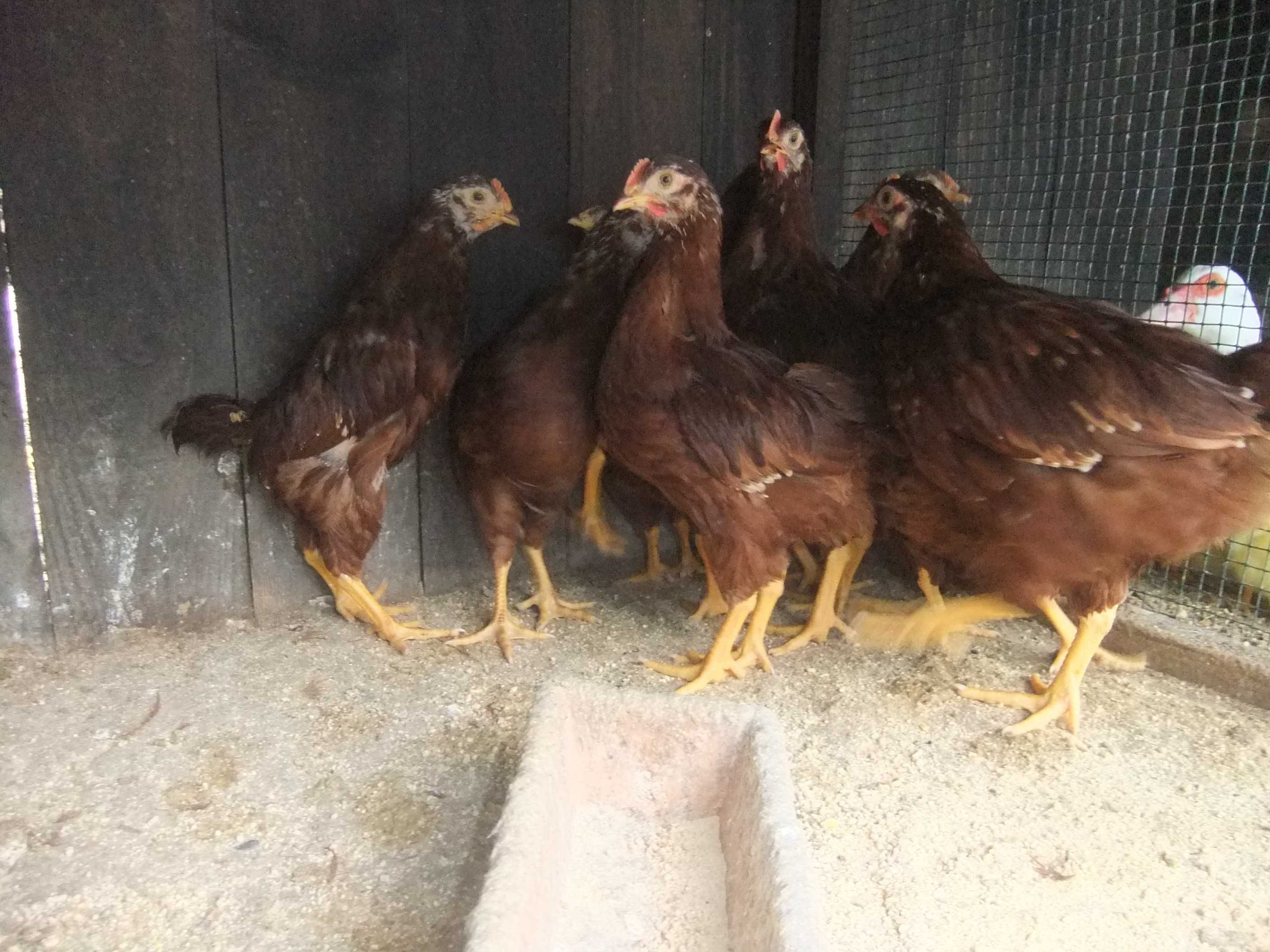 Rhode Island Red pintos e frangos