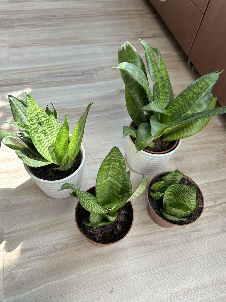 sansevieria kwiat domowy