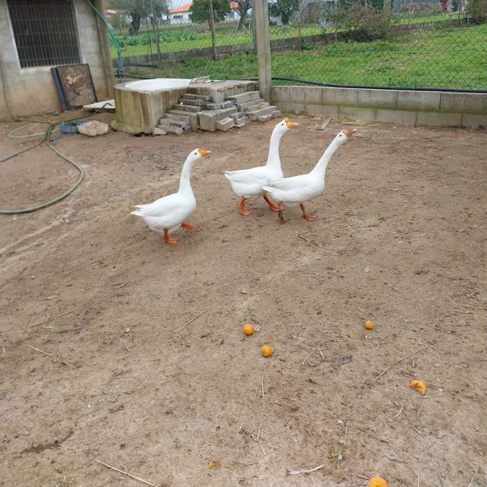 Vendo ganso da guine