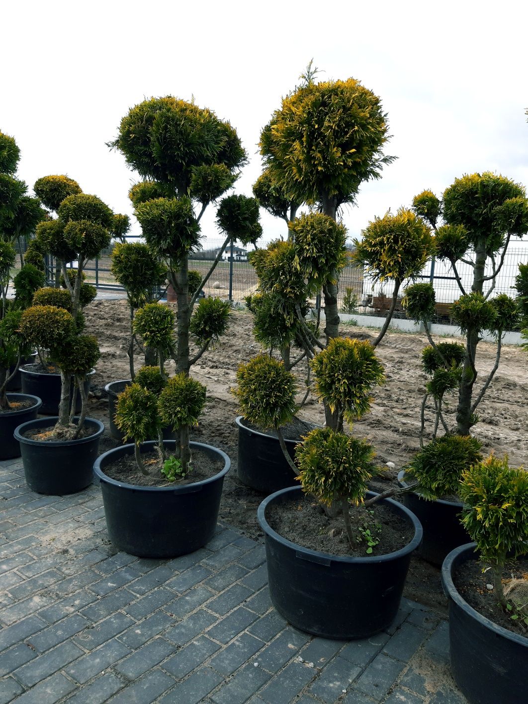 Bonsai Niwaki złota 170-220cm (katalpa,klon,szmaragd,laurowiśnia)