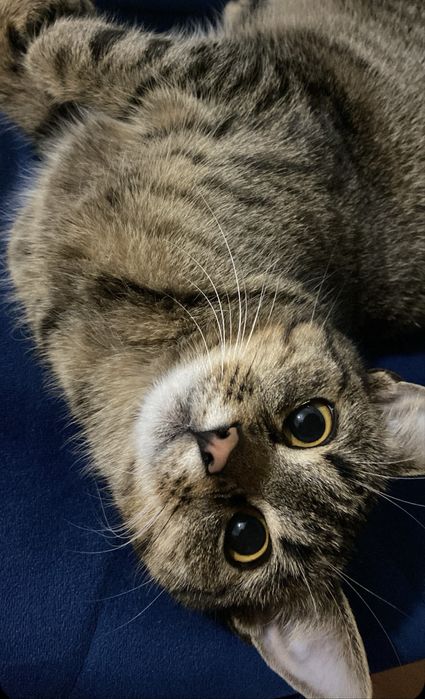 Szukamy nowego, kochającego domu dla naszej kotki.