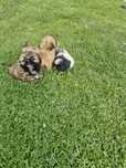 Piesek shih Tzu do odbioru