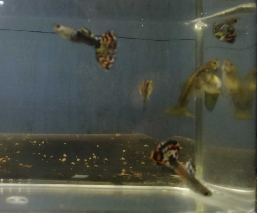 Guppy's   3 Fêmeas + 3 Machos   5€