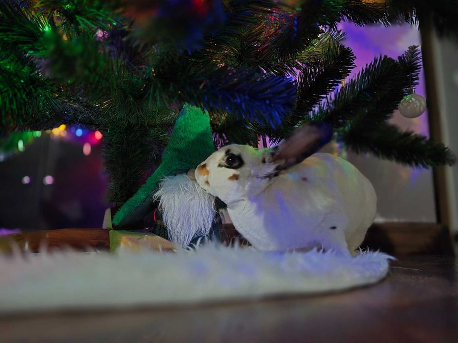 Oddam królika 1.5 roku wraz z klatka i wyprawka