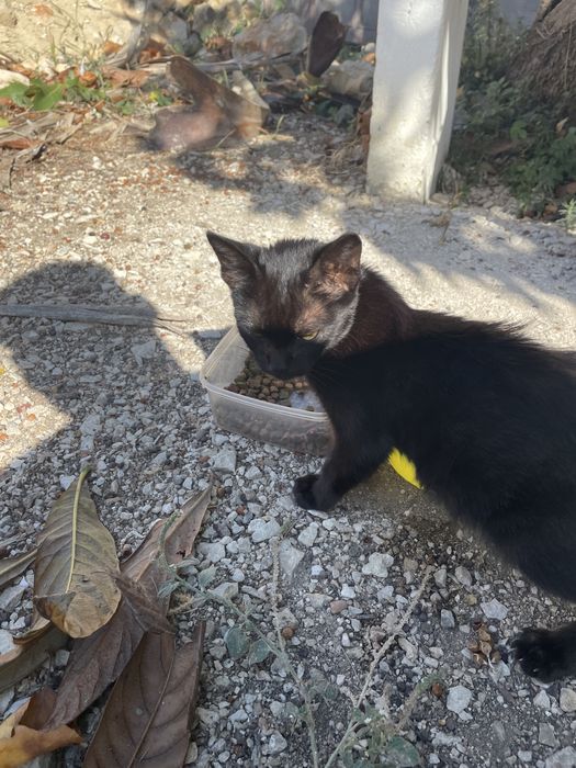 Gata preta para adoção