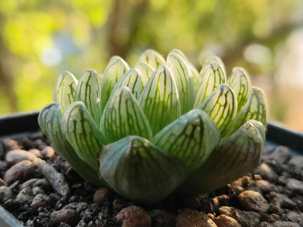 Haworthia coarctata/pigmea chrystalina/magnifika/alba хавортія