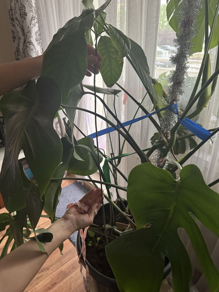 Monstera 140-145cm