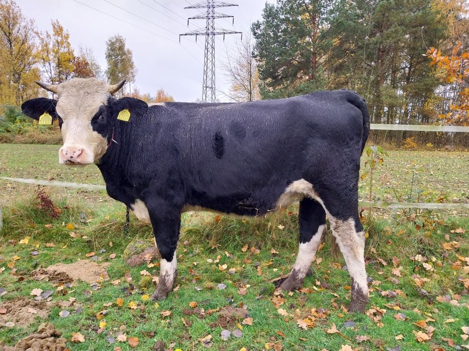 Jałówka 14 miesiecy